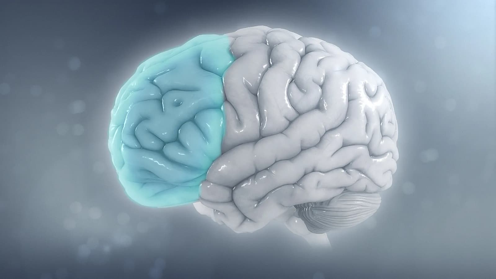 Small brain structure prepares for sights and touch before they occur, research shows