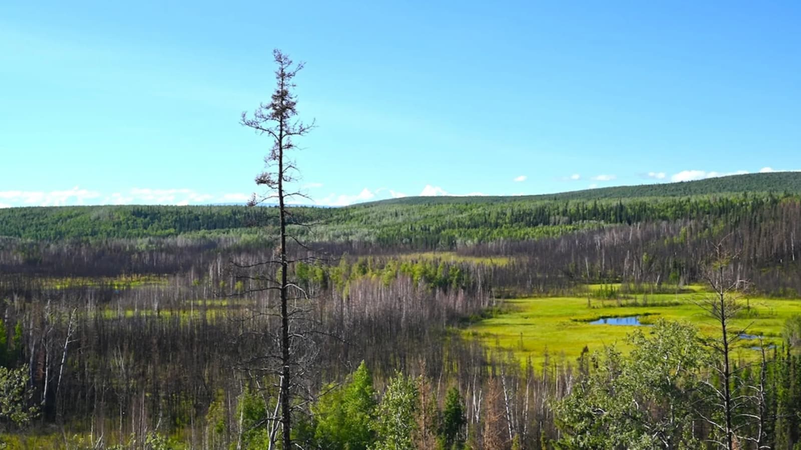 13,800-year-old Ice Age Alaska camp reveals hunters who cooked, crafted and stayed