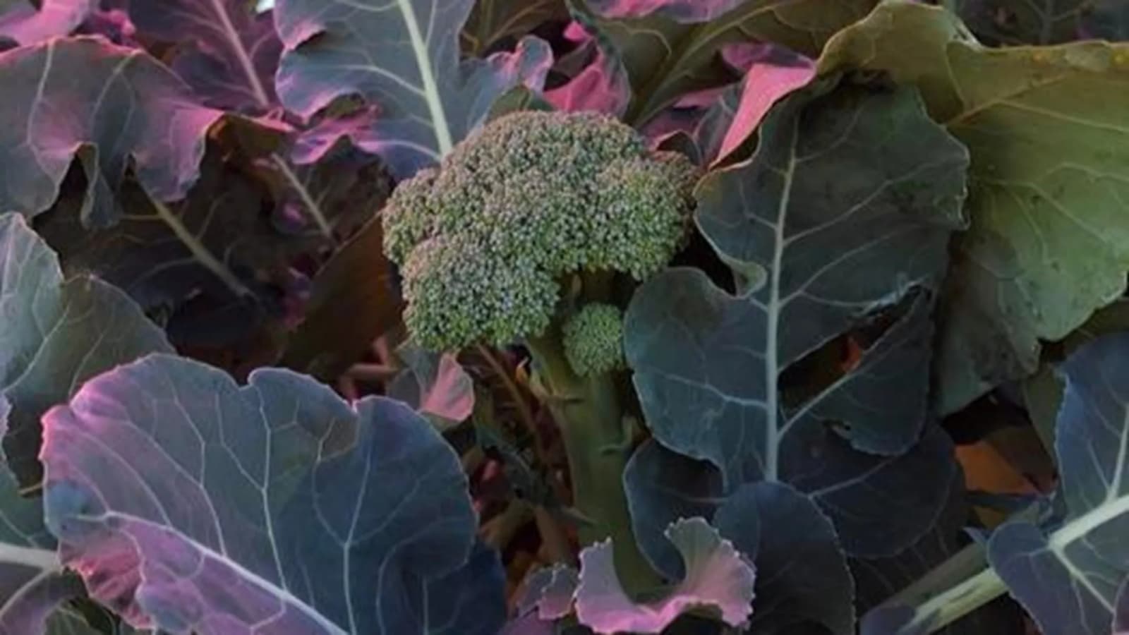 Magenta solar panels give broccoli 4.5-fold boost in sunlight efficiency, study finds
