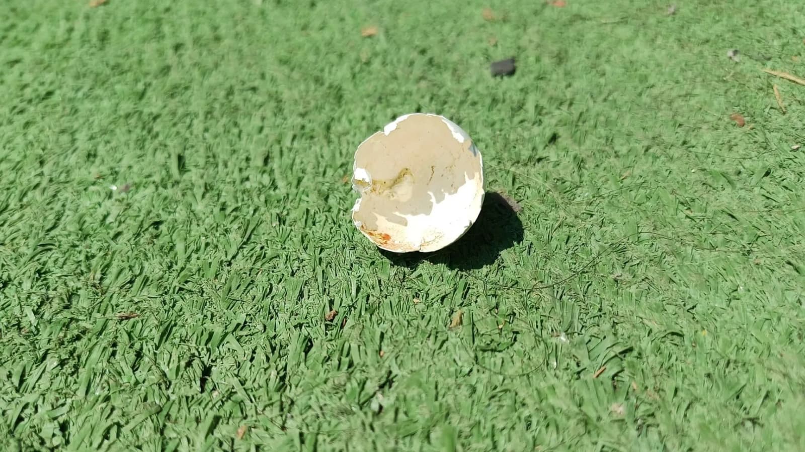 US scientists turn 95% calcium-rich eggshell waste into stronger magnesium alloys
