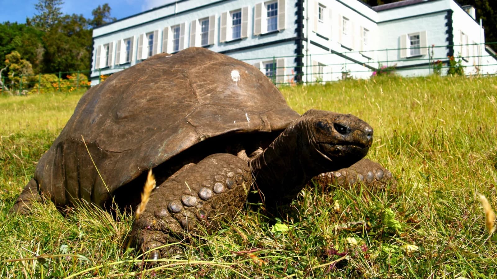 World’s oldest land animal, 194-year-old Jonathan, carries secret to long life in his DNA