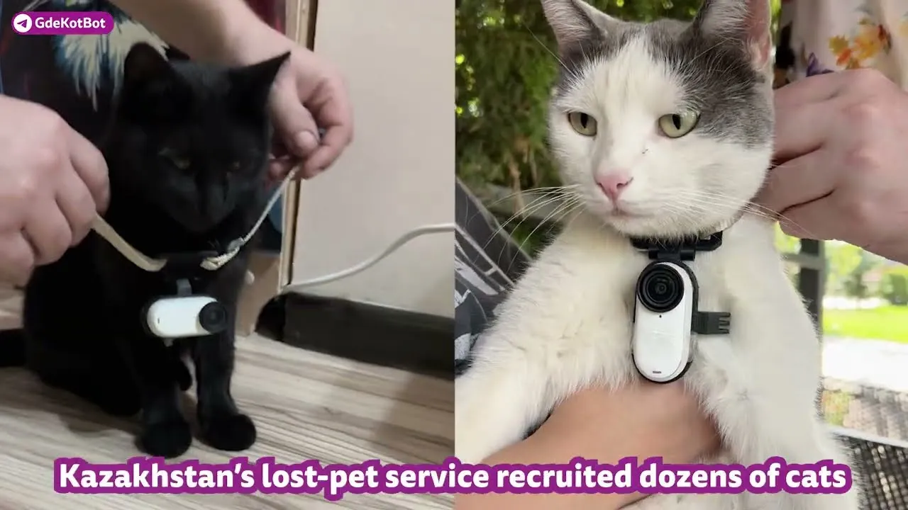 Machine learning powered cat search network helps find missing pets