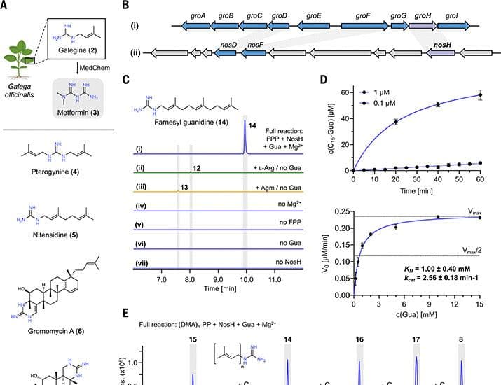 Natural product biosynthesis by guanidine prenyltransferases in plants and bacteria | Science
