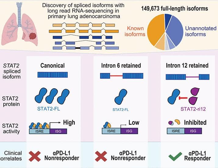 Intron retention regulates STAT2 function and associates with immunotherapy response in lung cancer | Science
