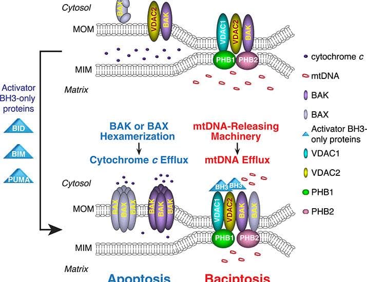 BAK and BAX form a multiprotein complex to drive mtDNA efflux and caspase-independent cell death | Science